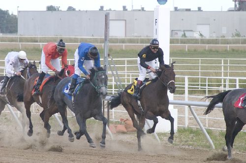 horsepark.jpg